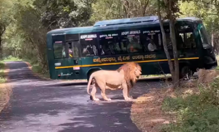 Lion safari at Bannerghatta National Park